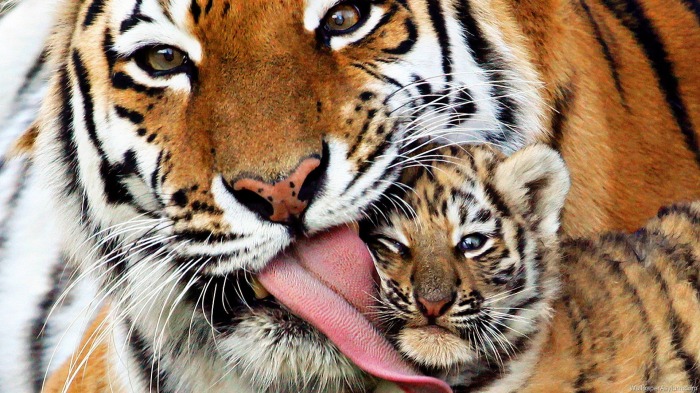 Animal-Picture-Mother-Tiger-Licking-Cub-HD-Wallpaper